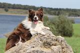 BORDER COLLIE 703